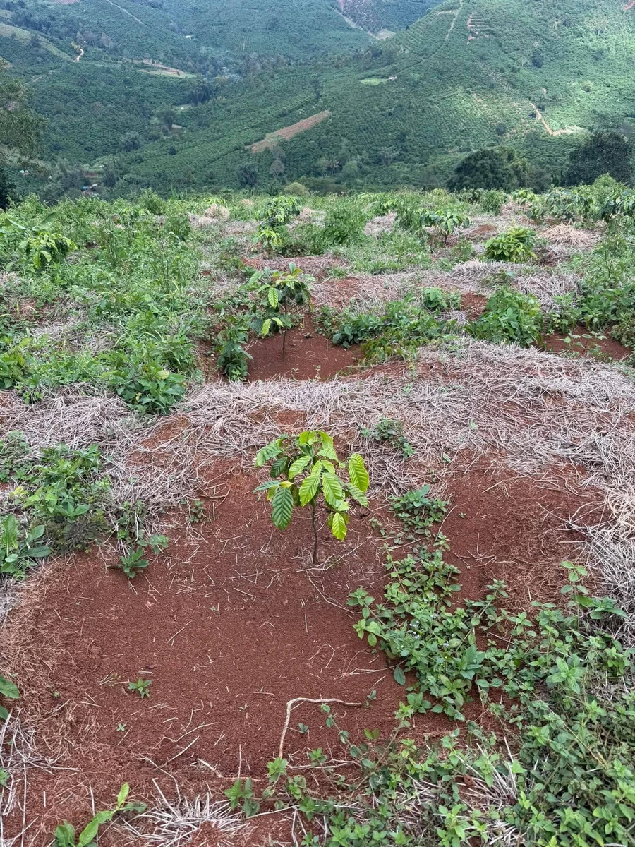 Bán đất Tân Thượng, Củ Chi, 1 hecta, giá 265 triệu - Ảnh thu nhỏ 2