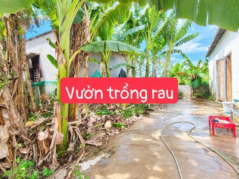 Bán nhà cấp 4 334m² Diên Khánh 2,399 tỷ