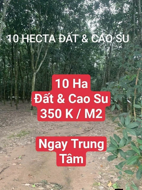 Bán đất 10 ha cây cao su Bắc Tân Uyên, giá 350k/m2