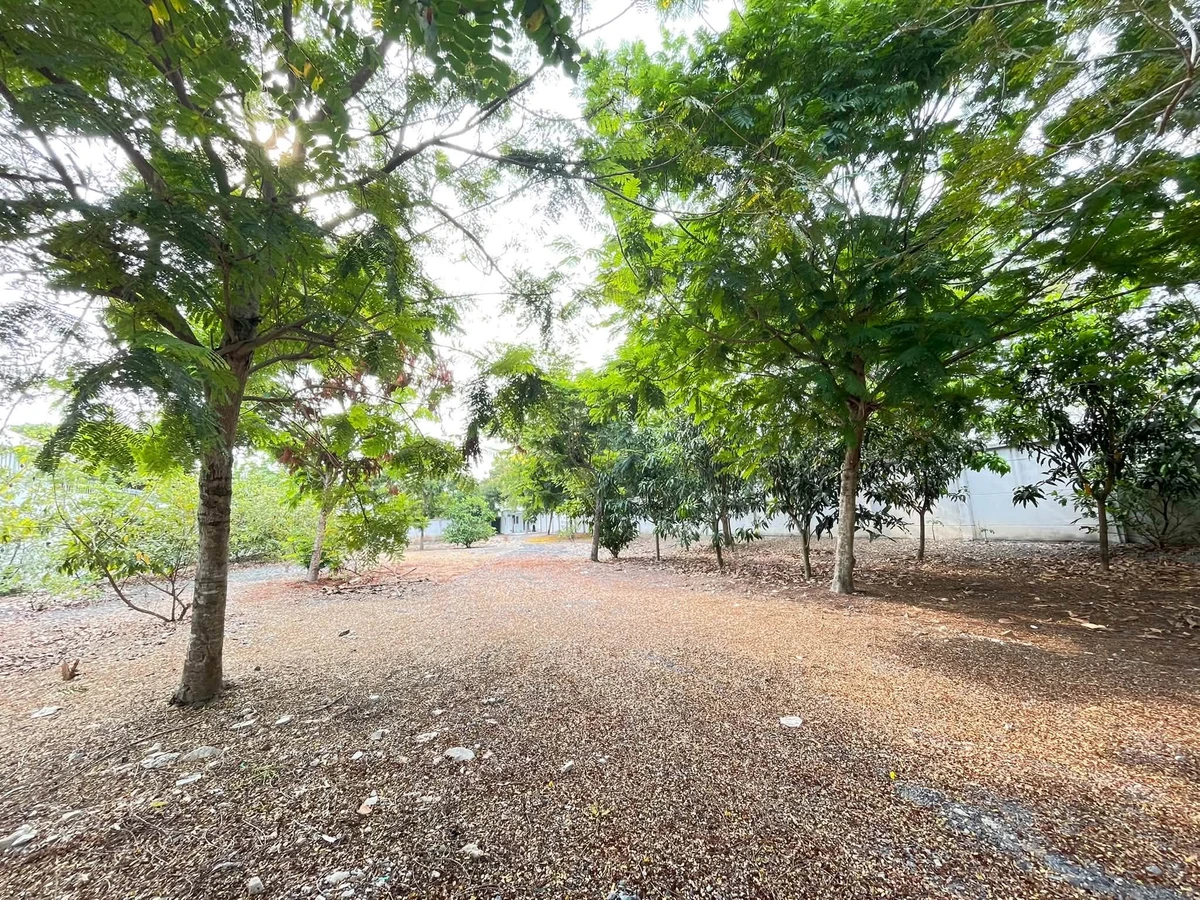 Bán đất 2.100m2 xây nhà vườn Cần Giờ - Ảnh thu nhỏ 4