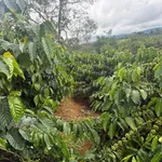 Bán 1,25ha đất vườn cà phê có nhà sẵn, sổ đỏ tại xã Nam Jang, Đăk Song - Ảnh thu nhỏ 1
