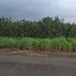 Bán đất thổ cư 100m2 Dầu Giây, Đồng Nai giá 1 tỷ 500 triệu - Ảnh thu nhỏ 4
