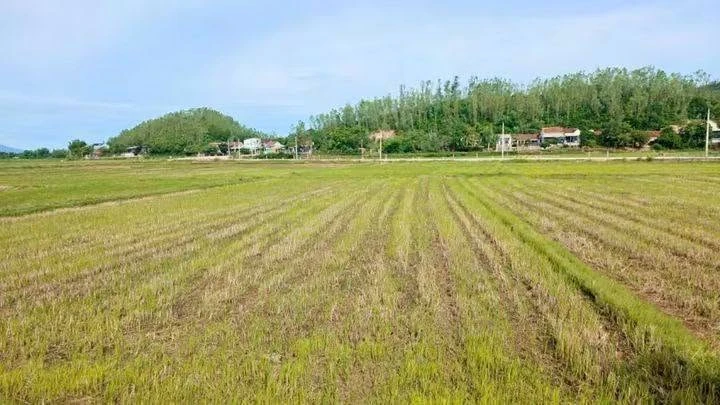 Bán đất vườn có thổ cư 247m2 ngang 10m, giá 390 triệu tại phường An Nhơn Nam - Ảnh thu nhỏ 2