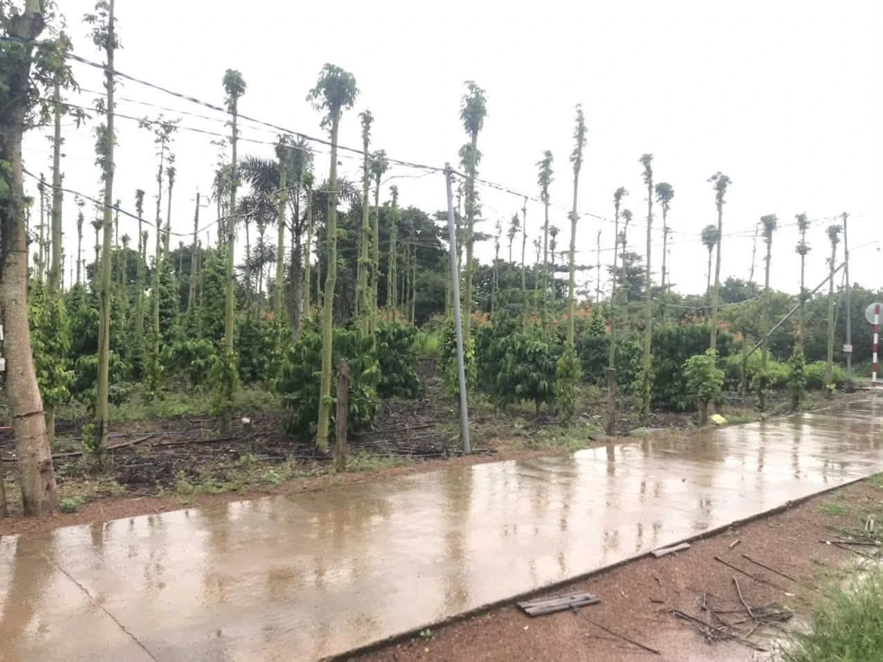 Bán 5000m² đất thổ cư Huyện Cẩm Mỹ, Đồng Nai 11 tỷ 500 triệu - Ảnh 1