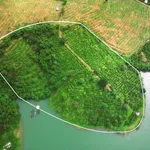 Bán vườn cà phê 2,8ha giáp hồ Đắk Hà, giá 4,399 tỷ - Ảnh thu nhỏ 1