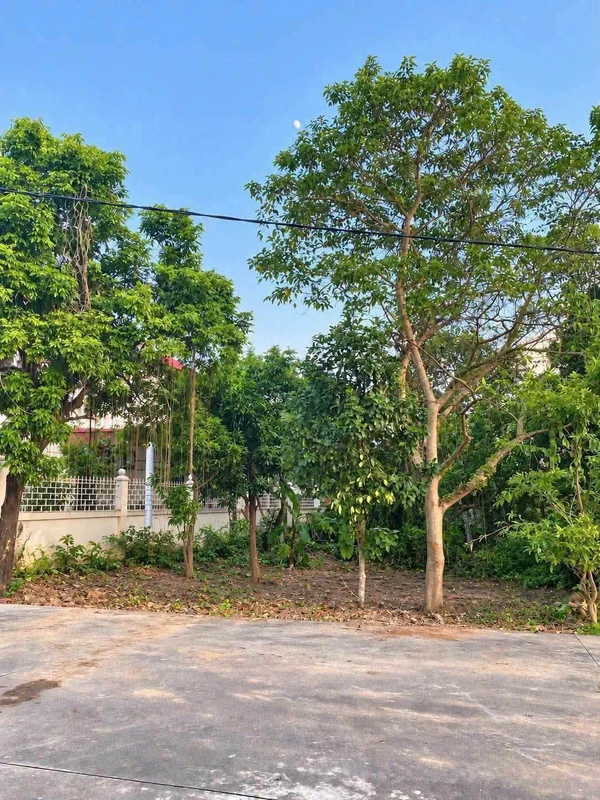 Bán đất phố Trần Hưng Đạo, Hải Phòng, 330m2, 3 tỷ