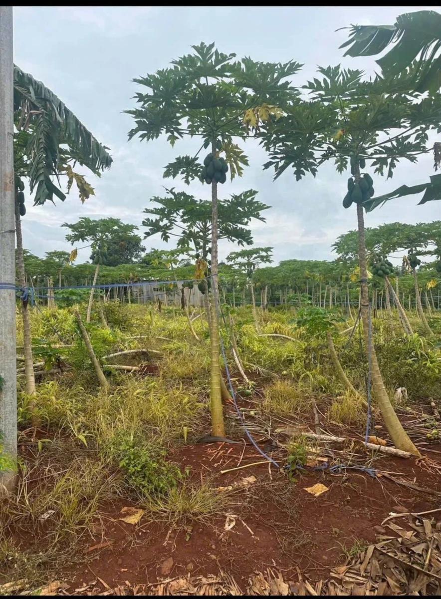 Bán đất trồng cây lâu năm 5.500m² tại Châu Đức - Ảnh thu nhỏ 2