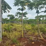Bán đất trồng cây lâu năm 5.500m² tại Châu Đức - Ảnh thu nhỏ 2
