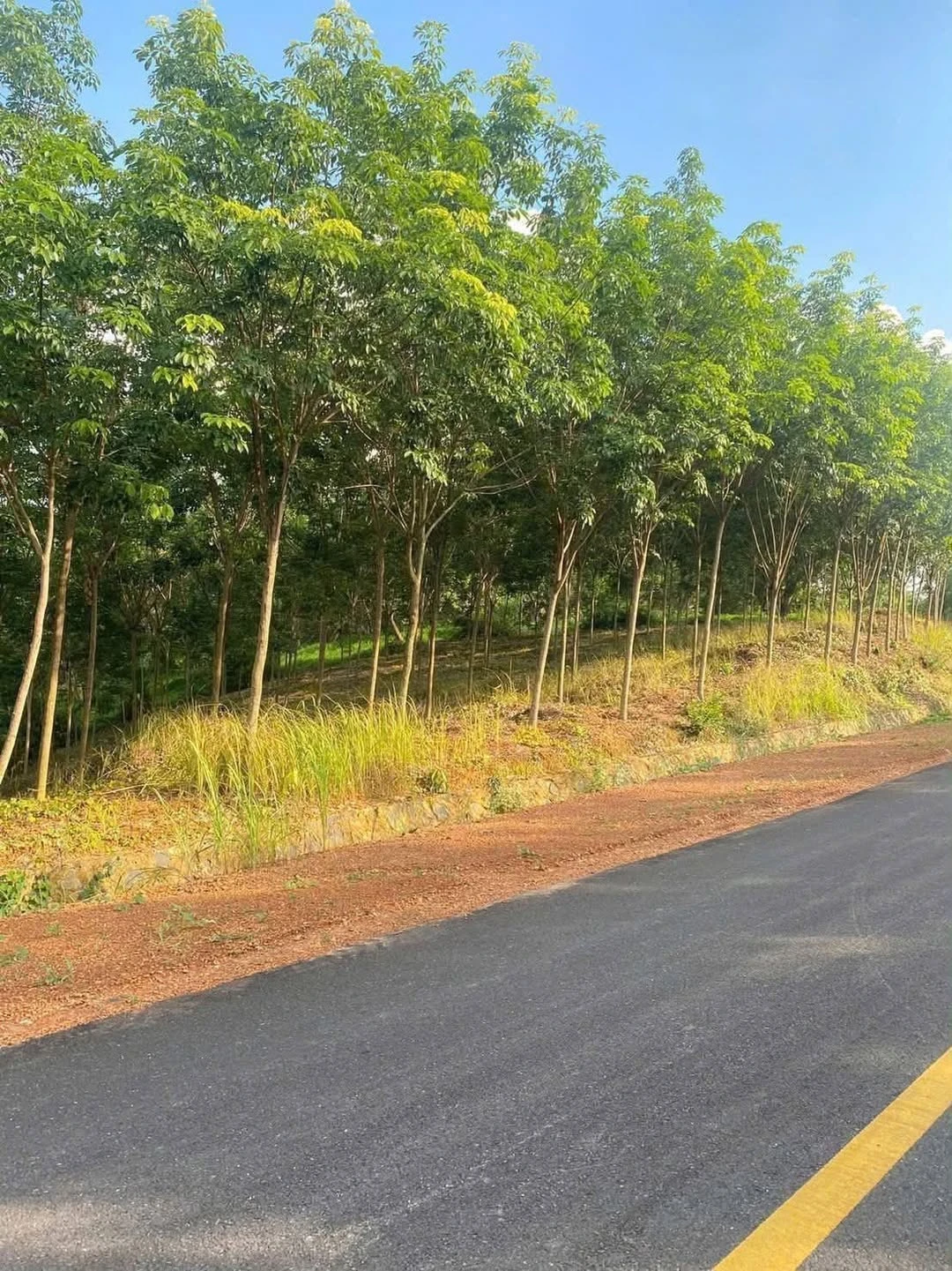 Bán 1,1ha đất cao su 4 năm, 200m mặt đường nhựa, Phước Tân, Phú Riềng, Bình Phước - Ảnh 1