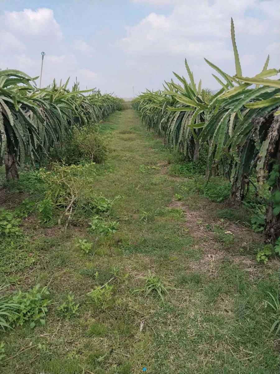 Bán vườn thanh long 2.8ha tại Xã Tân Hải Lagi Bà Rịa Vũng Tàu - Ảnh thu nhỏ 2