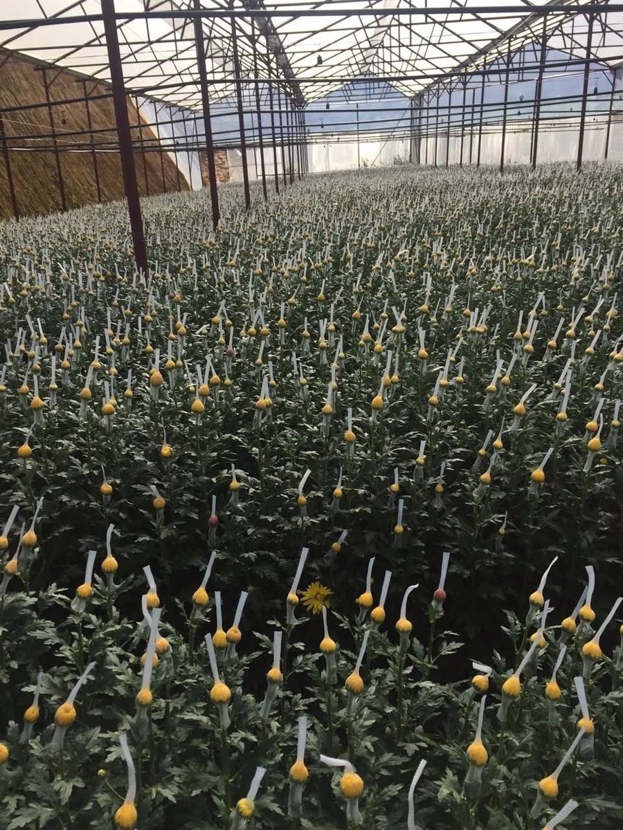 Bán đất 8000m² nhà kính Phường 7, Nhà Bè 8 tỷ - Ảnh thu nhỏ 3