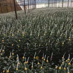 Bán đất 8000m² nhà kính Phường 7, Nhà Bè 8 tỷ - Ảnh thu nhỏ 3