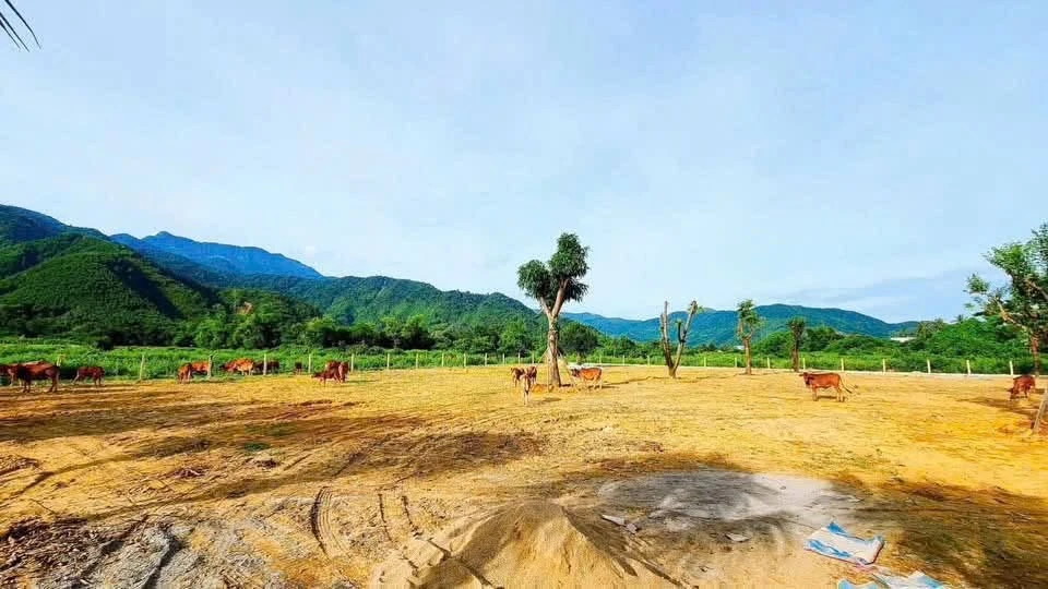 Bán nhà vườn 1200m² Hòa Vang 3 tỷ - Ảnh thu nhỏ 2