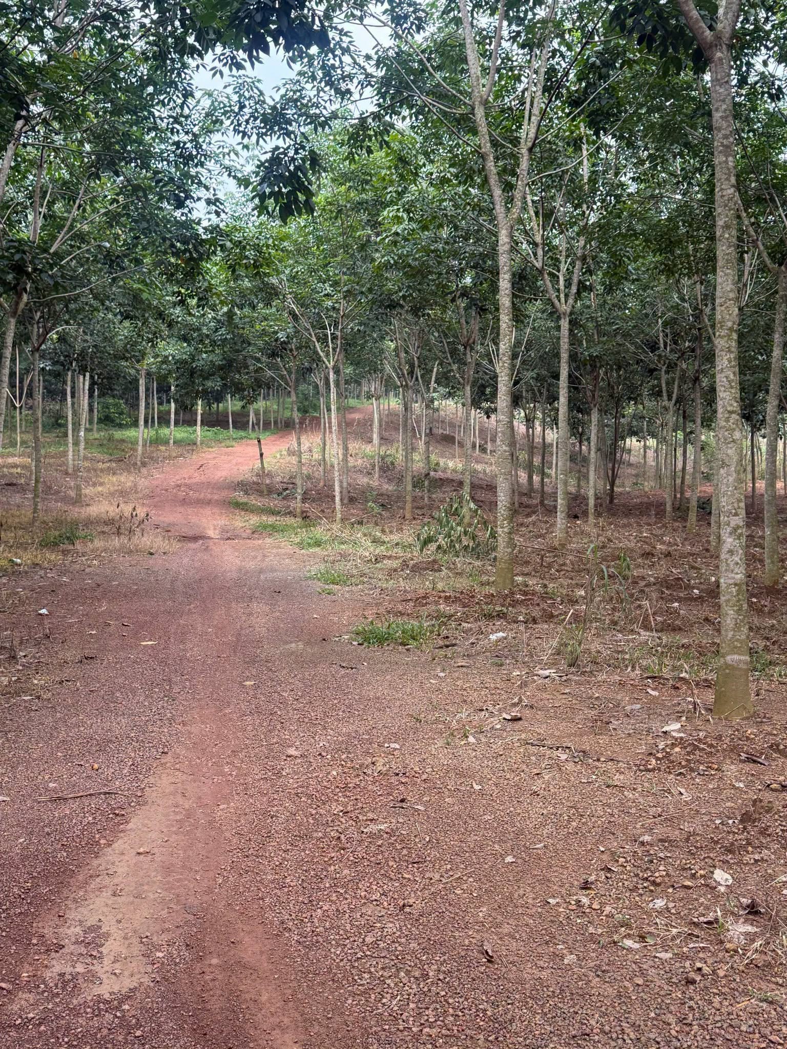 Bán đất cao su 3 ha mặt tiền trên 200m, Tân Thành, Bình Phước - Ảnh thu nhỏ 5