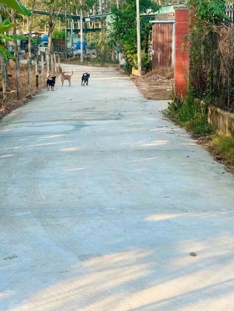 Bán nhà vườn An Điền 1.411m2, giá 4,5 tỷ - Ảnh 1
