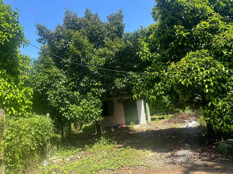Bán đất vườn măng cụt 2000m² Tân An Bình Dương