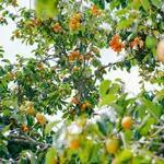 Bán nhà vườn 1000m² tại Đà Lạt, 2 phòng ngủ, 2.3 tỷ - Ảnh thu nhỏ 1