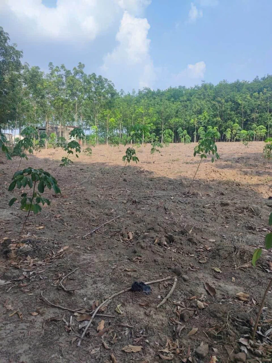 Bán đất cao su non mặt tiền Đường Bao La, Bình Chánh, 70.000 m², 1 tỷ 2 - Ảnh thu nhỏ 3