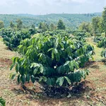 Bán đất vườn 2,1 ha trồng cà phê Tuy Đức 4,5 tỷ - Ảnh thu nhỏ 4