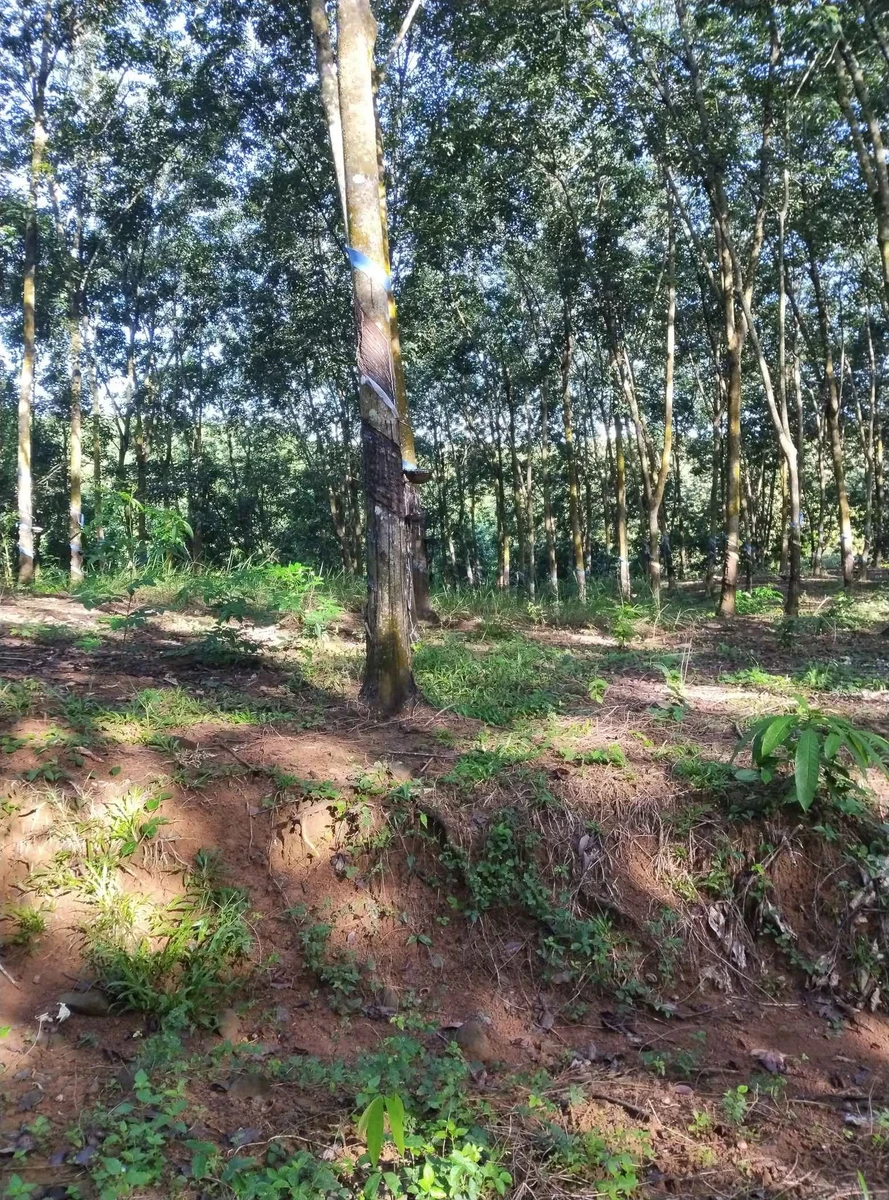 Bán đất Tân Phước Đồng Phú 1.6ha, 1.8 triệu/m2 - Ảnh thu nhỏ 2