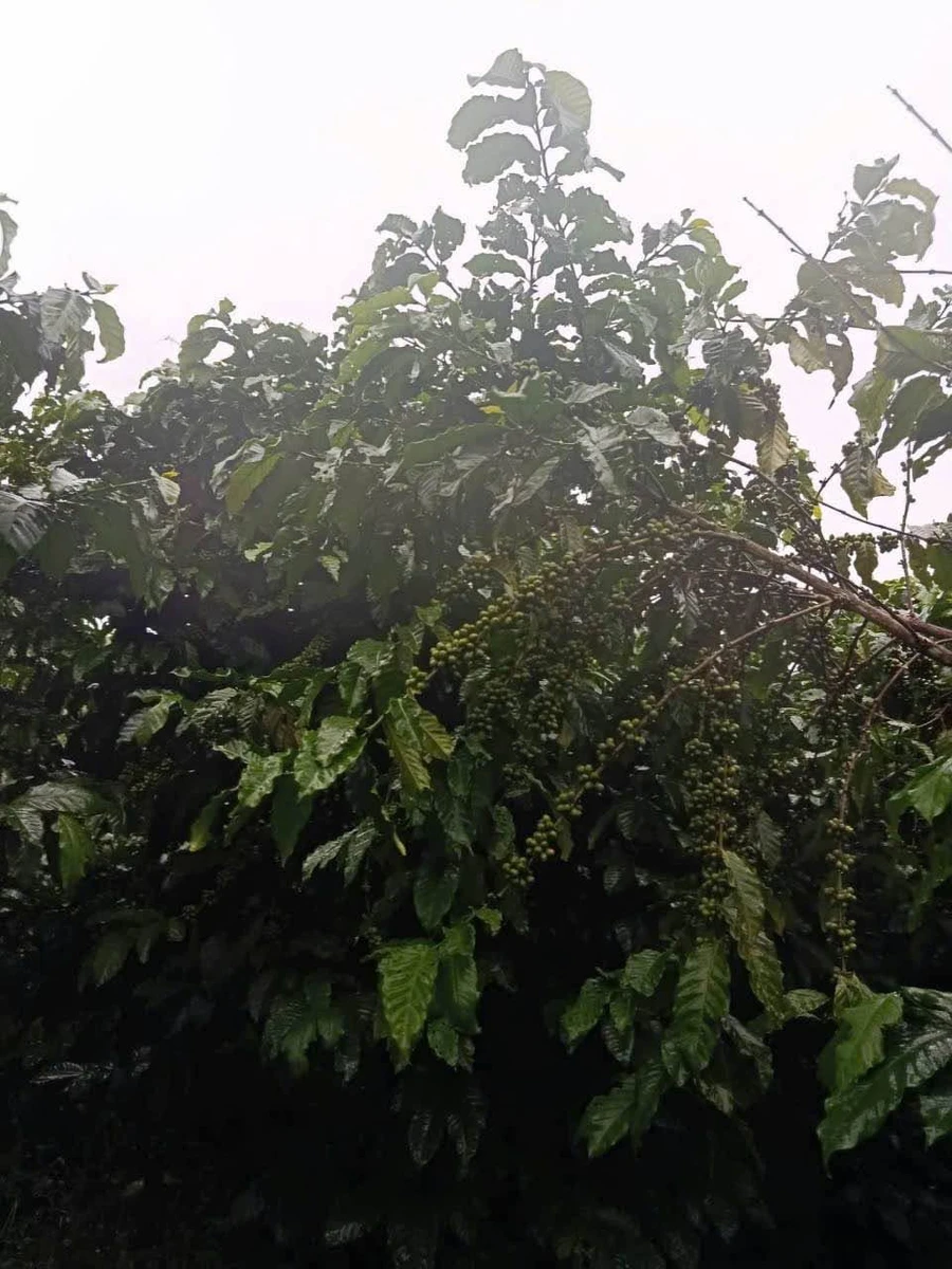 Bán đất 1,2 héc Bảo Lâm 4,1 tỷ - Ảnh thu nhỏ 4