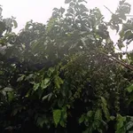 Bán đất 1,2 héc Bảo Lâm 4,1 tỷ - Ảnh thu nhỏ 4
