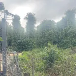 Bán gấp nhà & đất Gia Hiệp, Di Linh, Lâm Đồng (có sẵn dòng tiền 200tr/năm - giá còn thương lượng) - Ảnh thu nhỏ 18