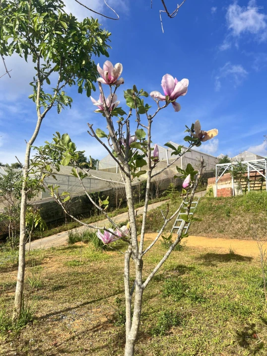Bán nhà đất khu nghỉ dưỡng kết hợp kinh doanh - Ảnh thu nhỏ 3