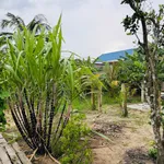 Bán đất 201m2 Hàm Liêm Nhà Bè, gần chợ Tân Nông - Ảnh thu nhỏ 1