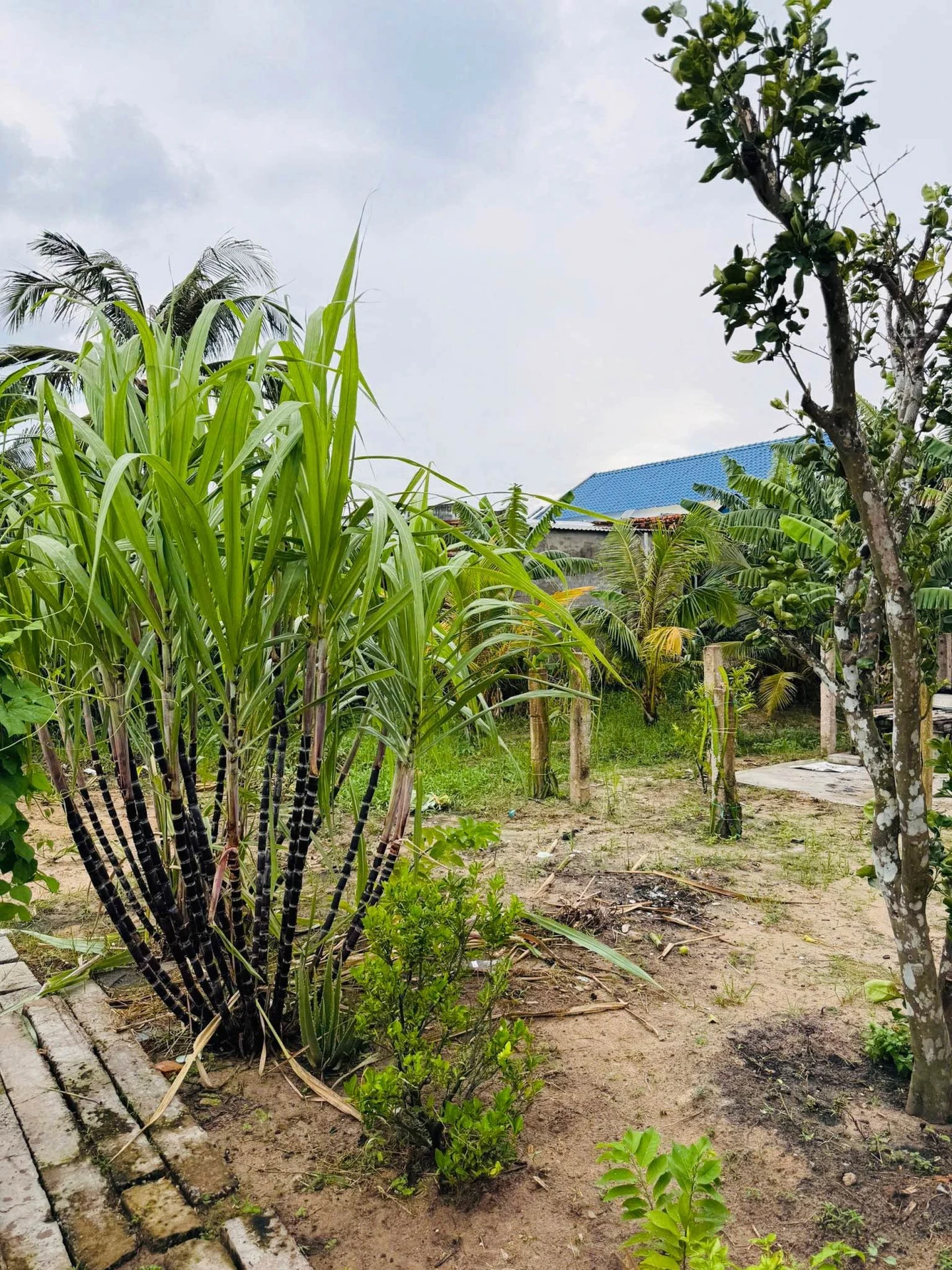 Bán đất 201m2 Hàm Liêm Nhà Bè, gần chợ Tân Nông - Ảnh 1