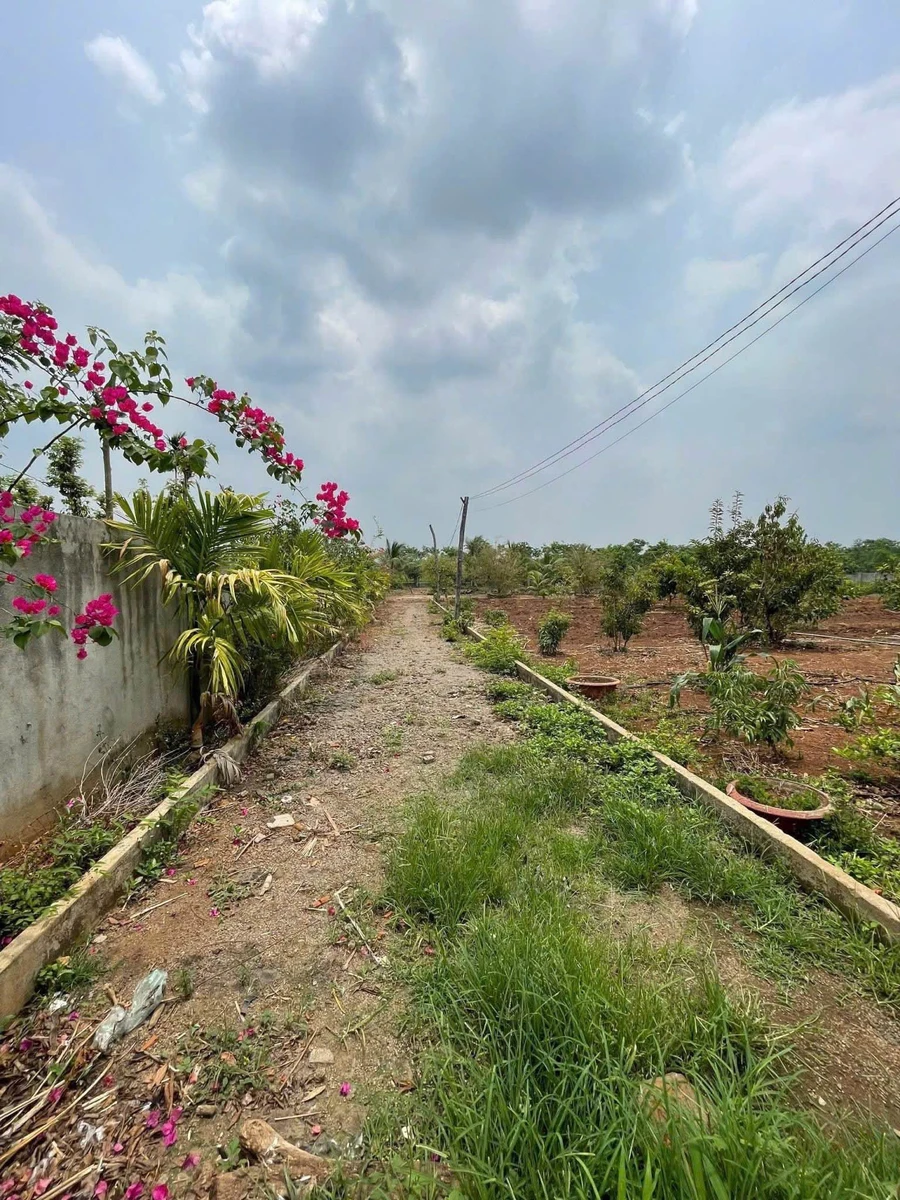 Bán nhà vườn 6,5 sào view ruộng Buôn Ma Thuột - Ảnh thu nhỏ 5