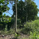 Bán đất 200m² (5x40m) Phường Xuân Lộc Bình Dương 650 triệu - Ảnh thu nhỏ 2