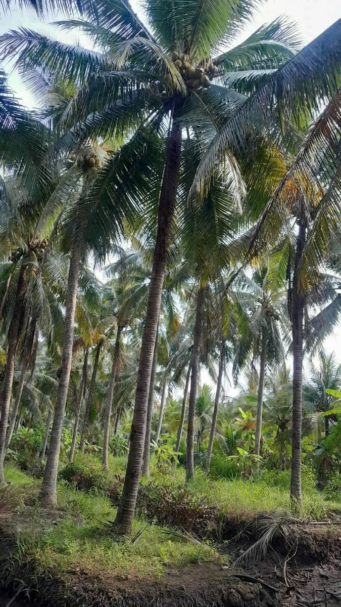 Bán đất vườn dừa 1500m2 mặt tiền lộ hoa tại Thành An, Mỏ Cày Bắc, Bến Tre - Ảnh thu nhỏ 5