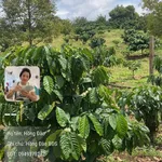Bán đất sào Bình Dương 9 sào 2,8 tỷ EaNam - Ảnh thu nhỏ 1