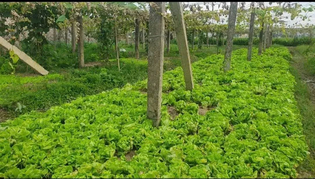Bán đất 2000m² mặt tiền 41m Tân Phong Cần Giờ - Ảnh thu nhỏ 2