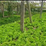 Bán đất 2000m² mặt tiền 41m Tân Phong Cần Giờ - Ảnh thu nhỏ 2