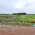 5x25 full thổ. Gần Nông trường Cao su Cầu Khởi. 195tr hết đất - Ảnh thu nhỏ 7
