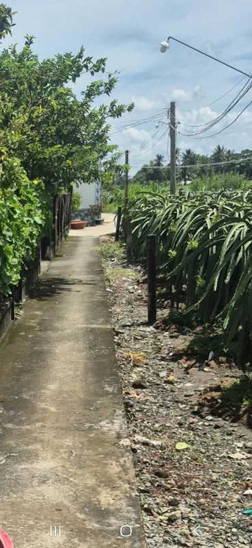 Bán đất lúa 955m² Châu Thành Long An 350 triệu