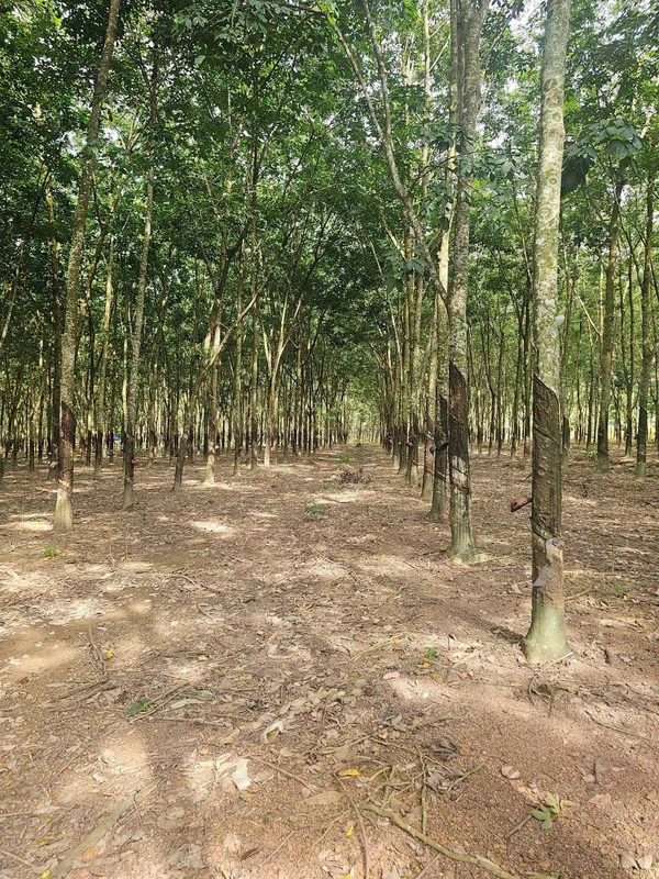 Bán đất cao su 2.3 ha mặt tiền 100m Tân Lợi Đồng Nai