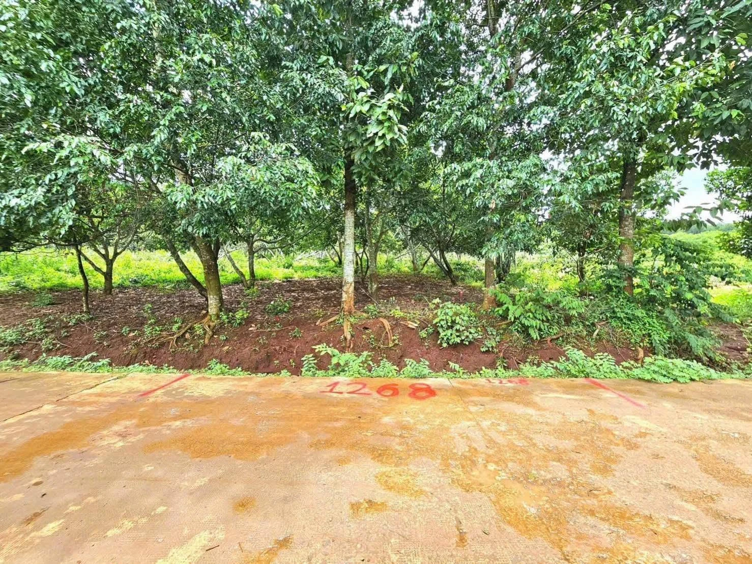 Bán vườn trái cây 250m² Tân Quan Đồng Nai - Ảnh 1