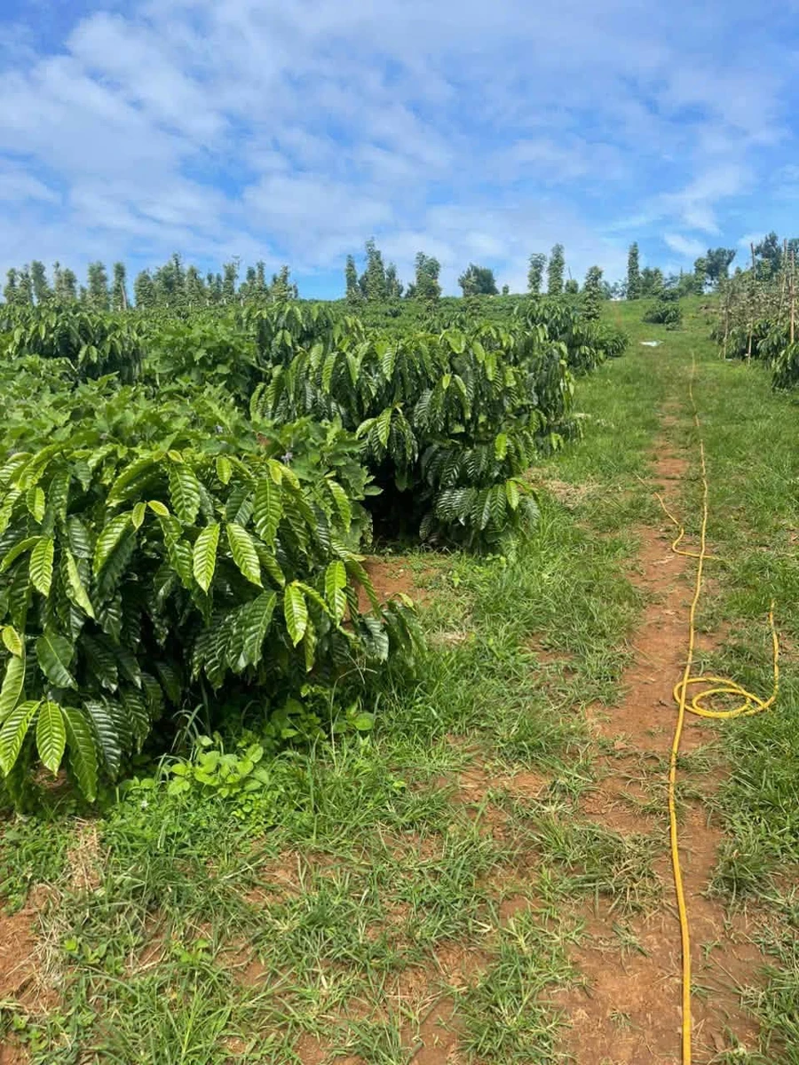Bán đất 1.1 ha Cần Giờ, giá 1.3 tỷ - Ảnh 1