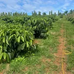 Bán đất 1.1 ha Cần Giờ, giá 1.3 tỷ - Ảnh thu nhỏ 1