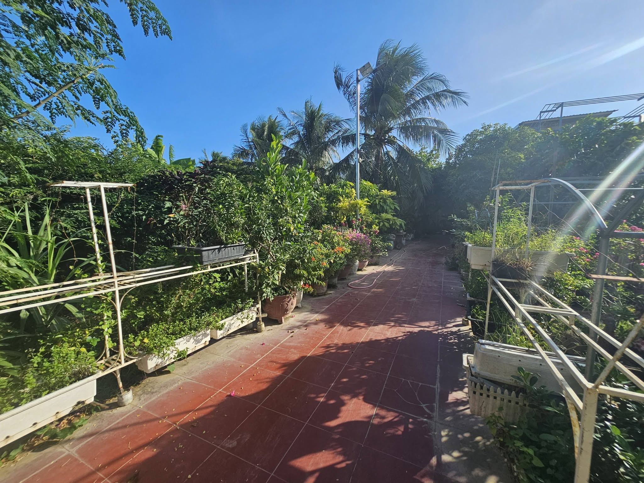 Bán nhà vườn An Hải Phước Dinh Khánh Hòa 4.371m² giá 5 tỷ - Ảnh thu nhỏ 5