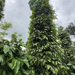 Bán đất 1ha2 rẩy Đồi Thông Trường Xuân 2 tỷ 1 - Ảnh thu nhỏ 3