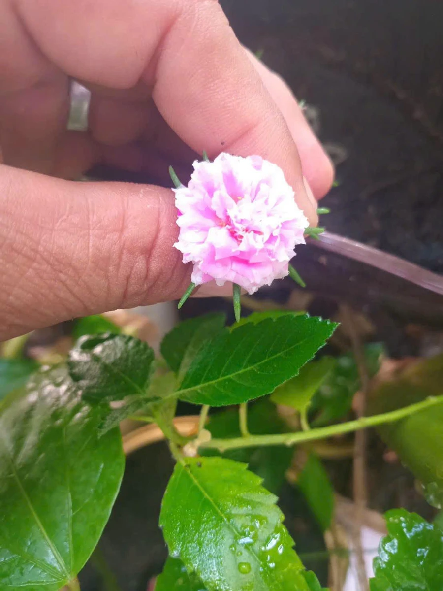 Bán đất Nguyễn Văn Tạo Hiệp Phước Nhà Bè 368m2 5 tỷ - Ảnh thu nhỏ 3