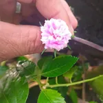 Bán đất Nguyễn Văn Tạo Hiệp Phước Nhà Bè 368m2 5 tỷ - Ảnh thu nhỏ 3