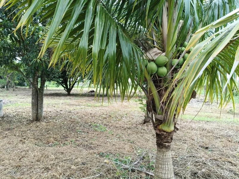 Bán đất 1000m² tại Hàm Liêm, Bình Thuận - 550 triệu