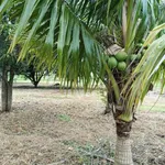 Bán đất 1000m² tại Hàm Liêm, Bình Thuận - 550 triệu - Ảnh thu nhỏ 1