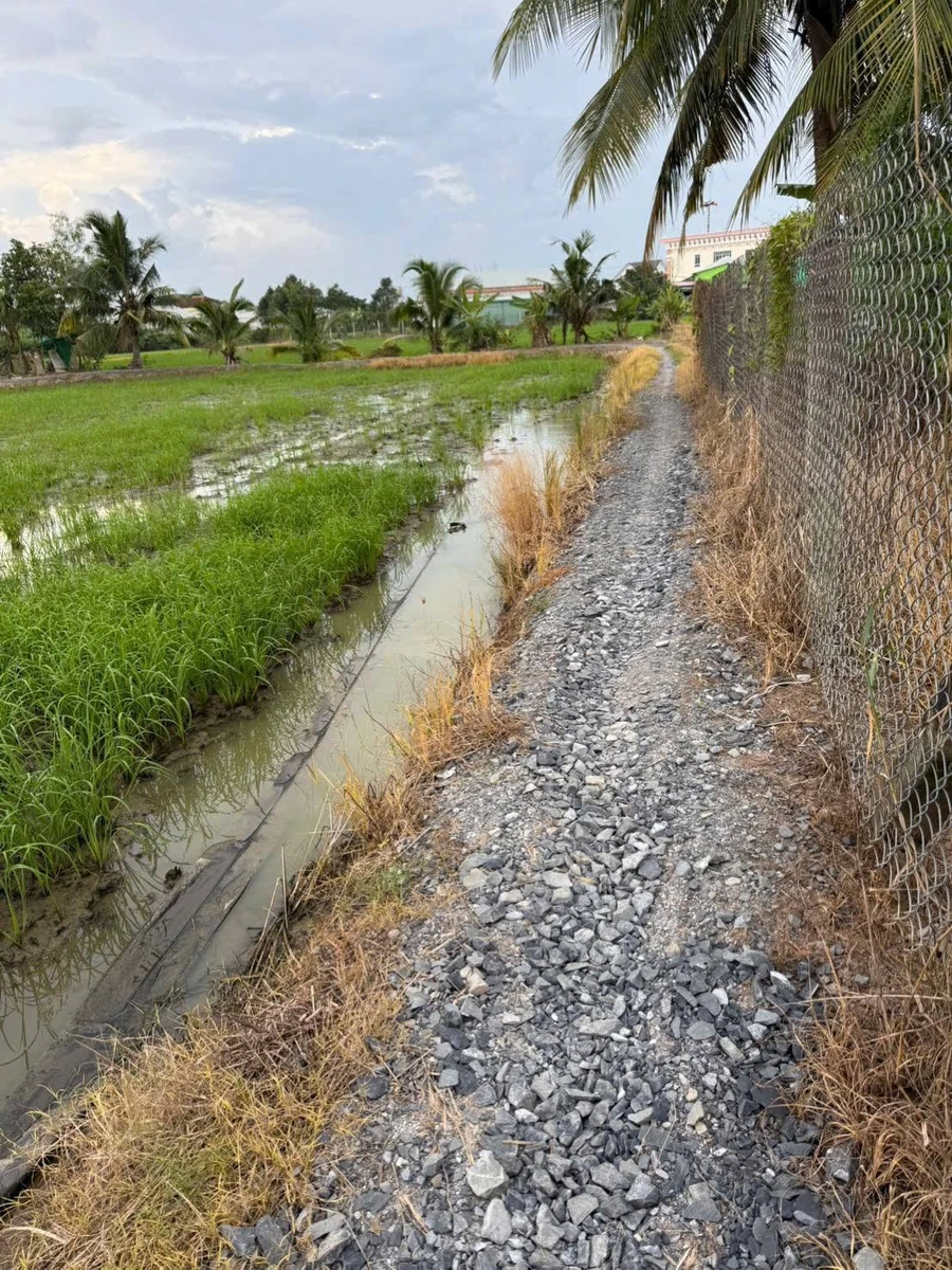 Bán đất lúa 2000m² Tân Bình, Tân Trụ, Long An - Ảnh 1