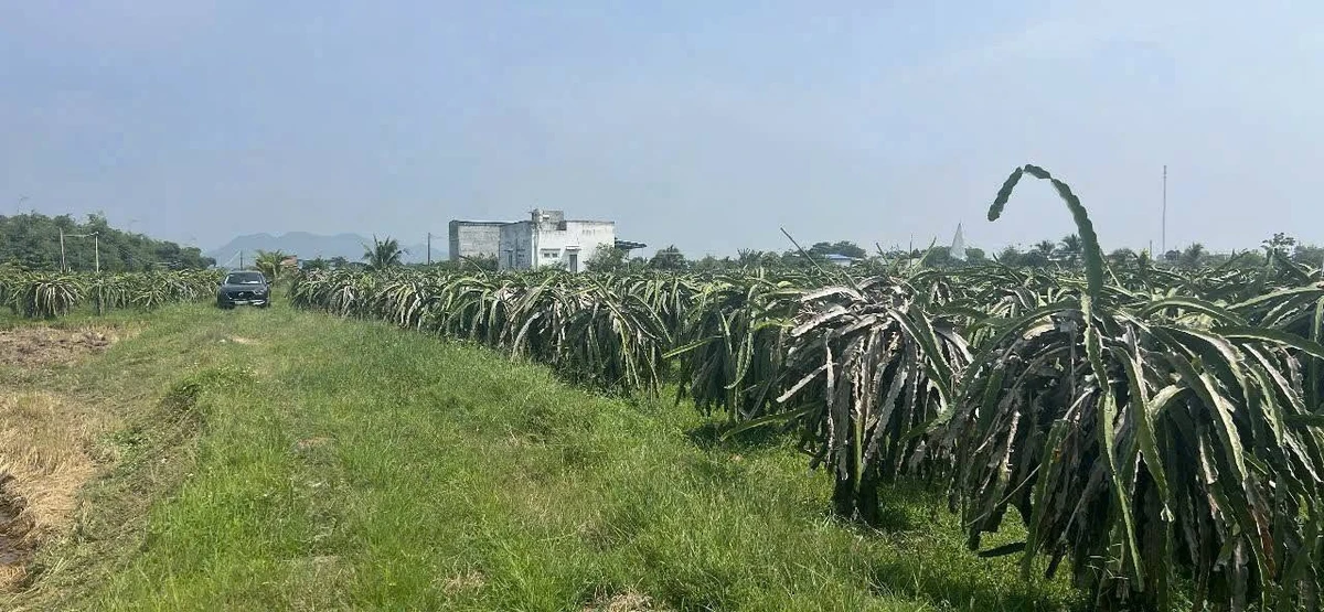 Bán đất 1800m2 Kênh N29 Hàm Liêm, Bình Thuận 600 triệu - Ảnh thu nhỏ 2